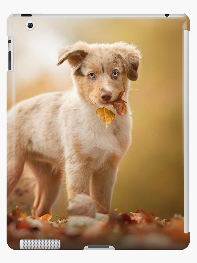 Australian Shepherd Puppy Ipad Case Skin By Alatia Redbubble