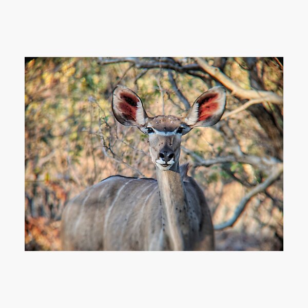African Antelope Photographic Print
