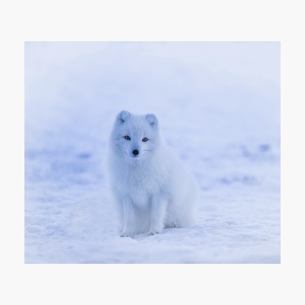 Poster Renard Polaire Blanc Dans La Neige Et La Glace Par Sapphire X Redbubble