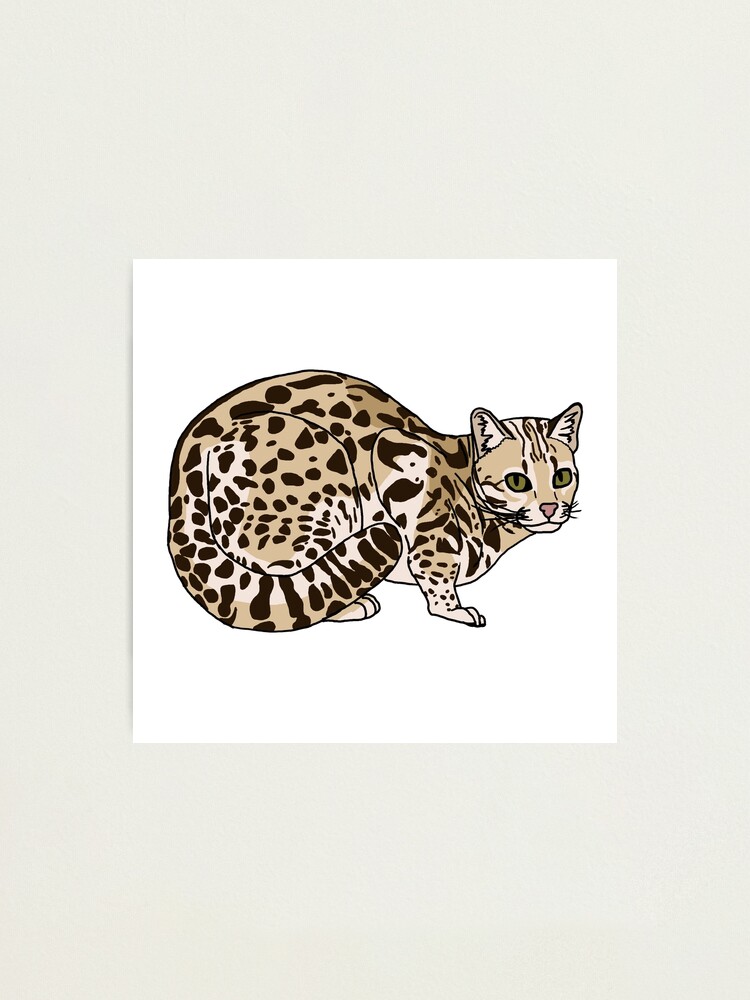 Leopard Cat