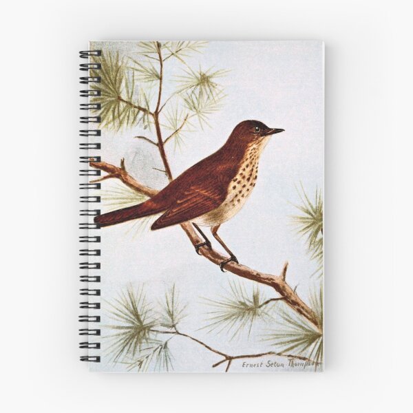 Item preview, Hermit Thrush Vintage Art designed and sold by goldenmenagerie.