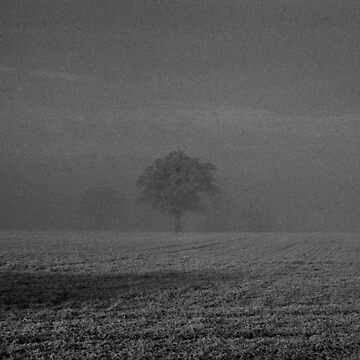 Artwork thumbnail, Foggy Tree by hidden-design
