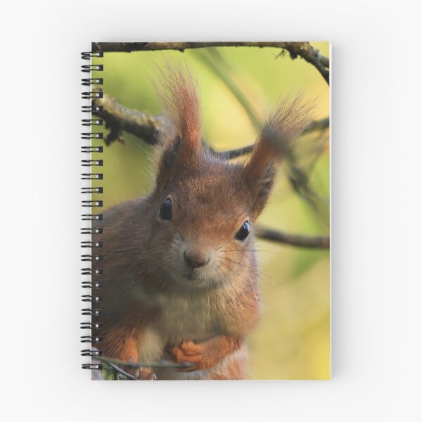Item preview, An inquisitive red squirrel  designed and sold by miradorpictures.