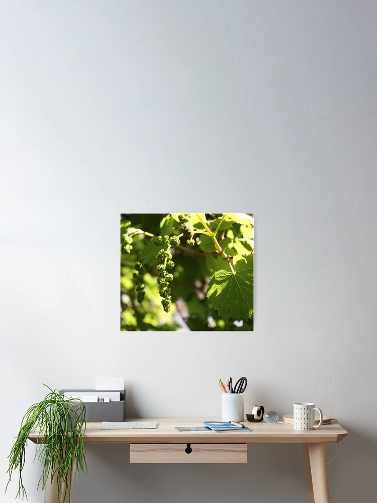 Thumbnail 2 of 3, Poster, Grape Beginnings designed and sold by Rhonda Taylor.