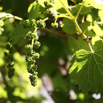 Artwork thumbnail, Grape Beginnings by Rhonda Taylor