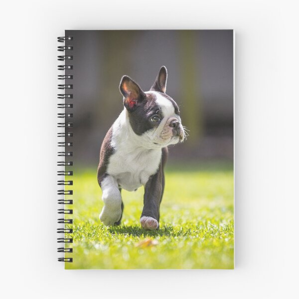 Artikelvorschau, Boston Terrier-1 entworfen und verkauft von FURtography.