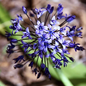 Imagen de la obra Blue Star de Rhonda Taylor