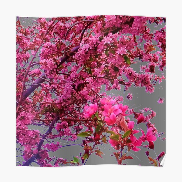 GREY ART FLOWERING PINK CRABAPPLE TREES SPRING FLORAL Poster
