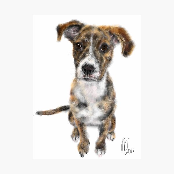 A Very Happy Puppy Dog Pooch Photographic Print