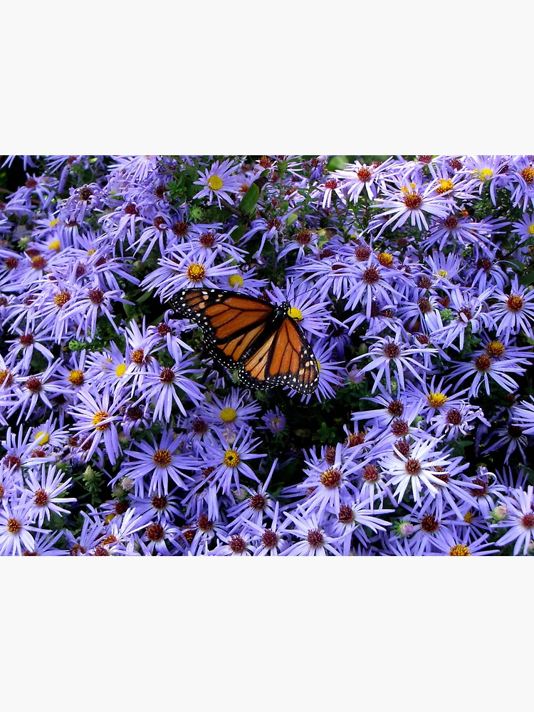 Thumbnail 3 of 3, Poster, Blending In designed and sold by grayjenny.
