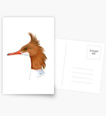Common Merganser Hen Portrait Postcards