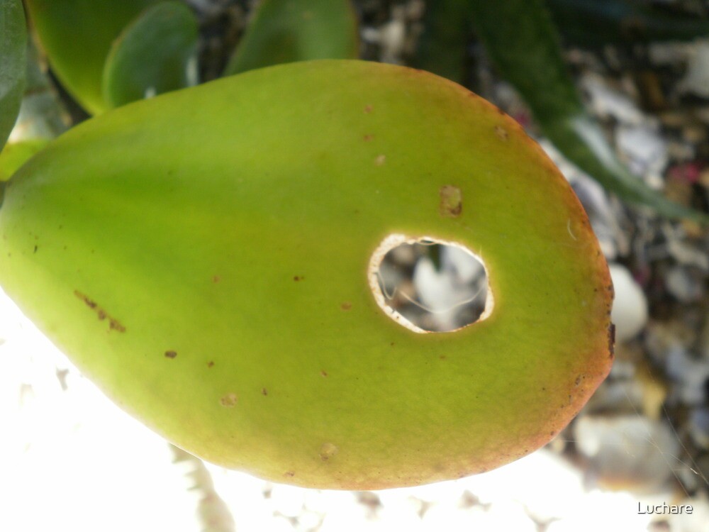 "Snail Bite" by Luchare Redbubble