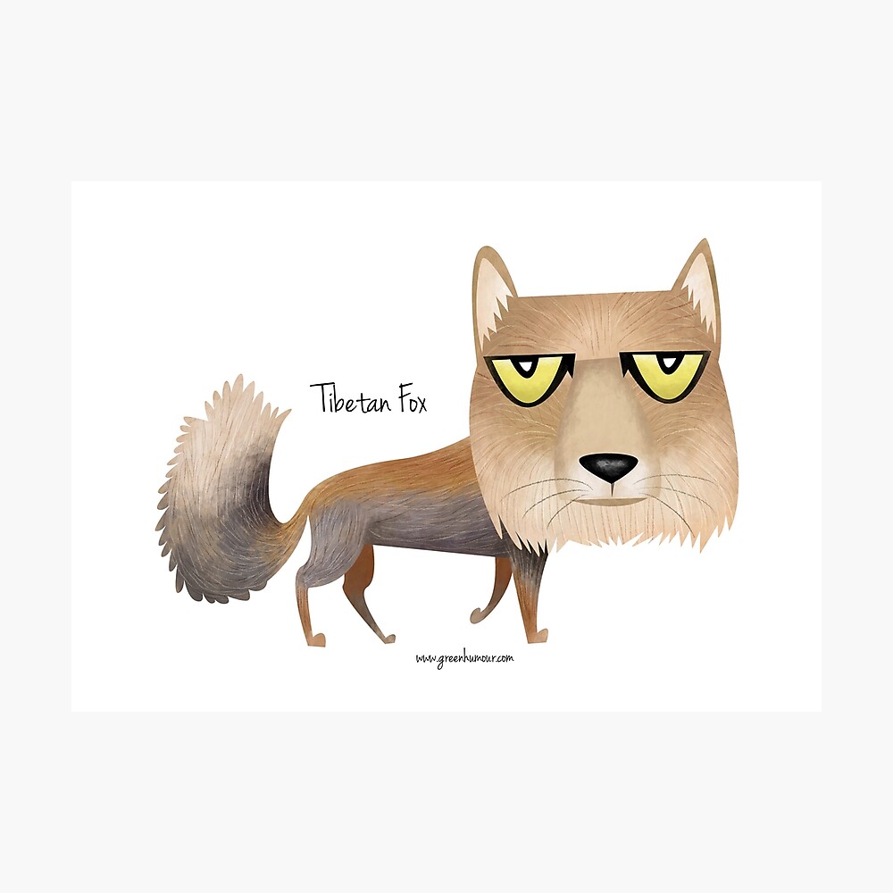 Poster Renard Tibetain Par Rohanchak Redbubble