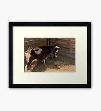 Silly Goat Framed Print
