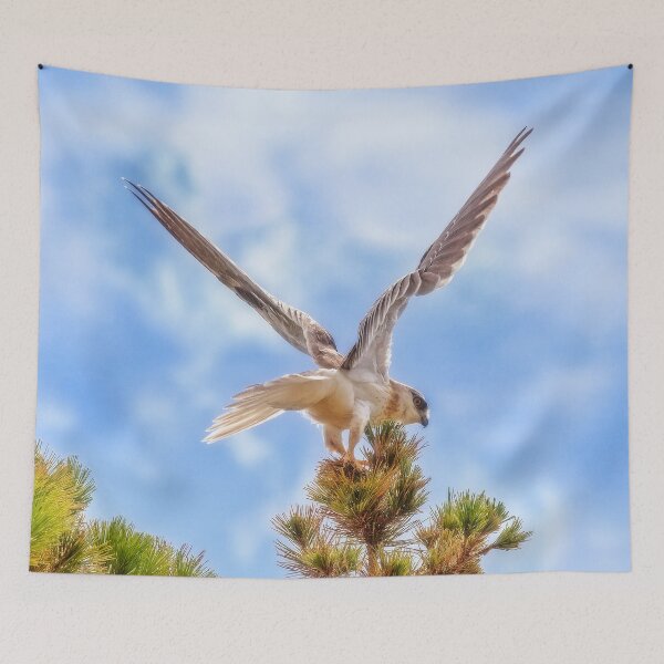 Item preview, Black Shouldered Kite, Mindarie, Perth, Western Australia designed and sold by Dave Catley.
