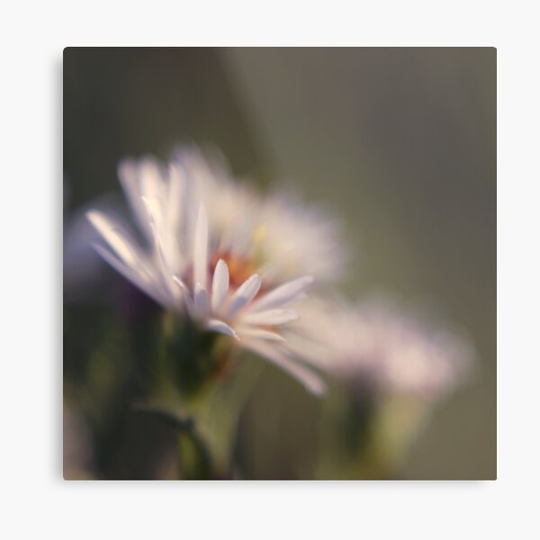innocence 02 Metal Print