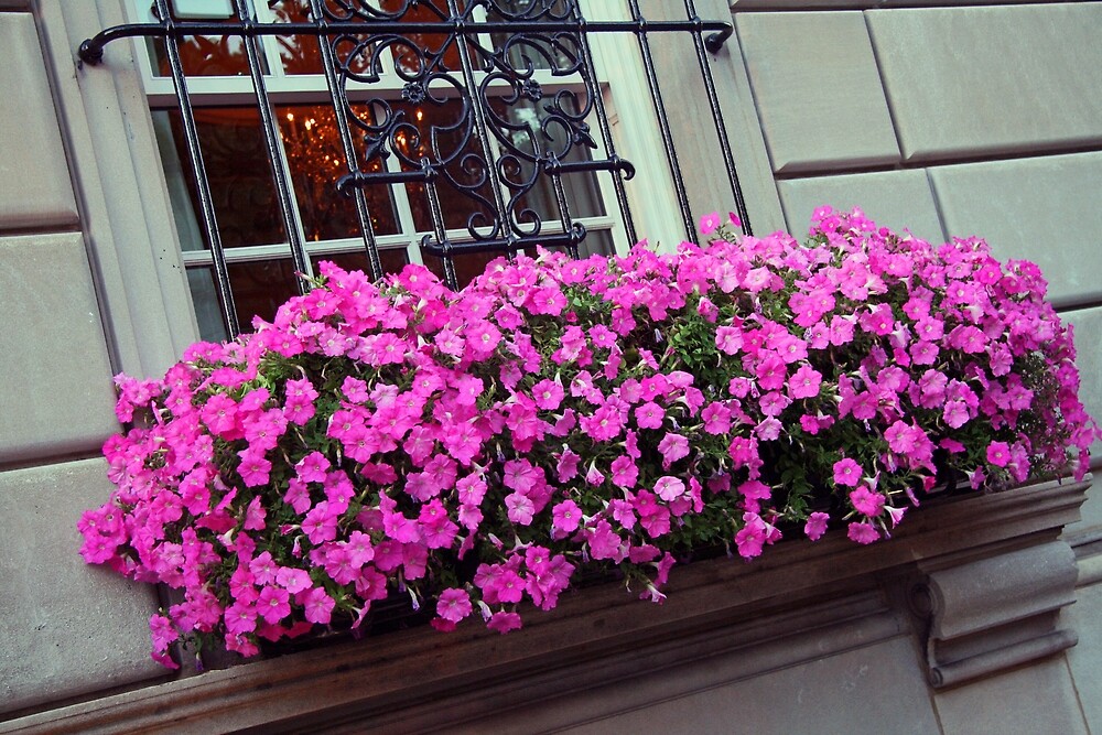 "Flowers On A Windowsill" by Cora Wandel Redbubble