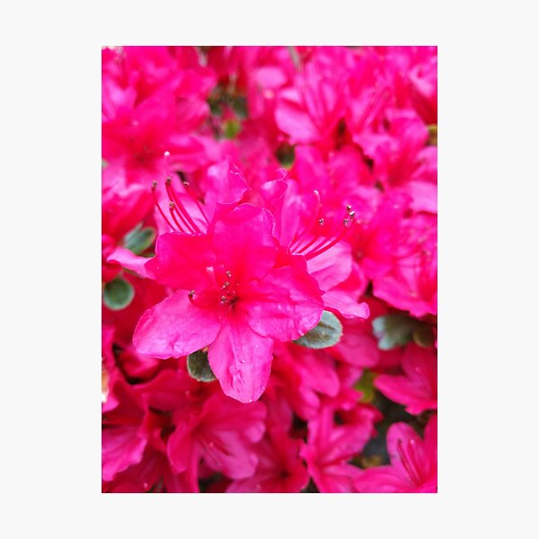 La vie en rose Photographic Print