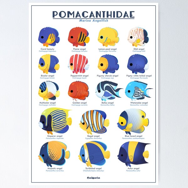 Fishkeeping Fish Species Biology Types Of Aquarium Fish Poster