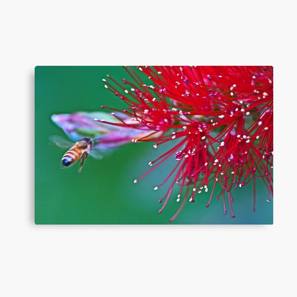 Flight To Delight Canvas Print