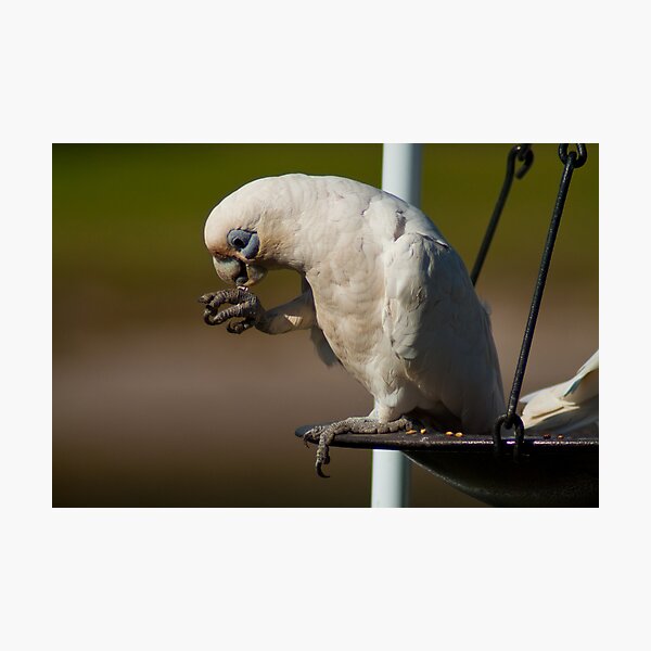 Little Corella Photographic Print