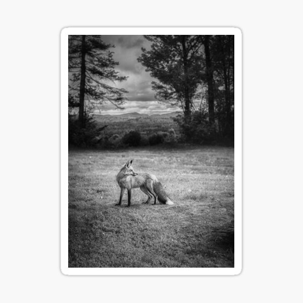 Red Fox In Black And White Sticker