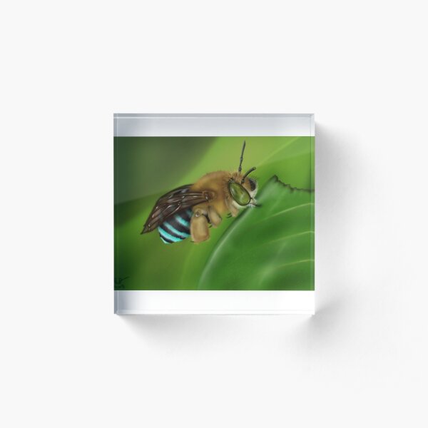 Blue-Banded Bee Acrylic Block