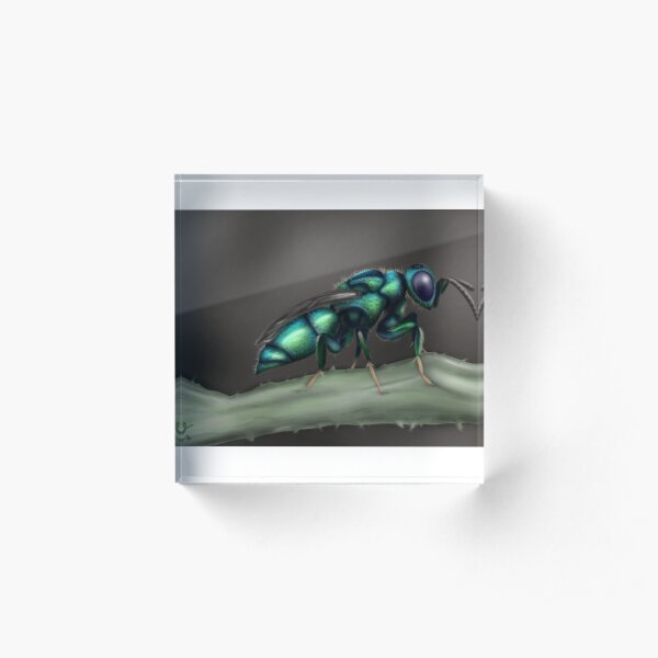 Cuckoo Wasp Acrylic Block