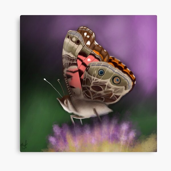 American Painted Lady Butterfly Canvas Print