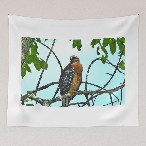 Item preview, Red Shouldered Hawk 3 designed and sold by LisaWootenPhoto.