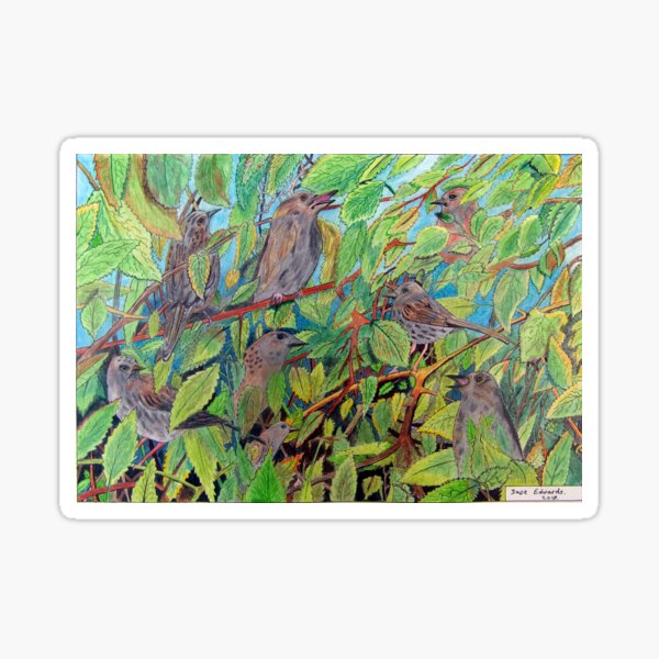 431 - SPARROWS (A) - DAVE EDWARDS - COLOURED PENCILS - 2018 Sticker
