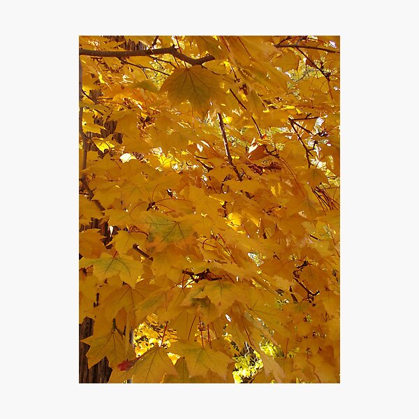 Item preview, Gold Leaves designed and sold by Linda Scott.