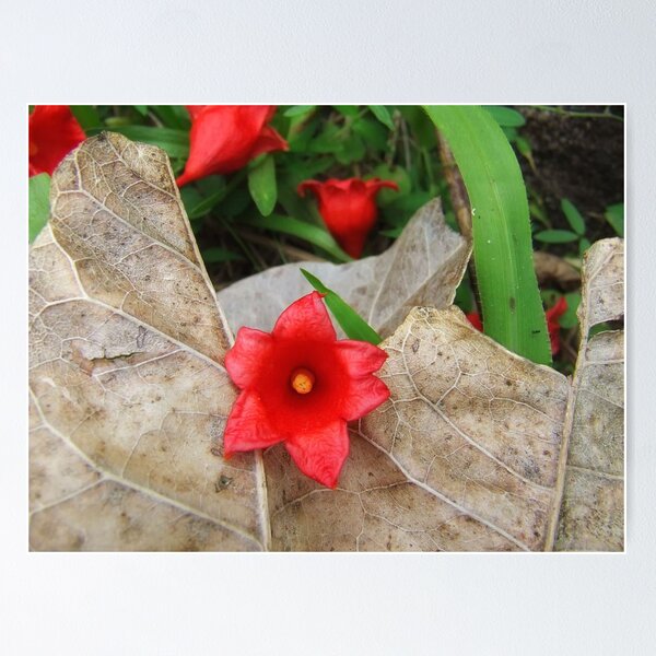 Item preview, "Flame tree Flower" designed and sold by debsphotos.