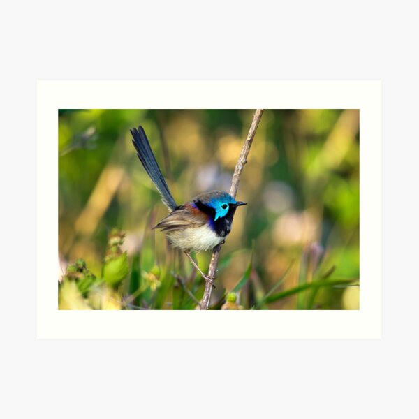 Variegated Fairy Wren, Maleny Queensland Art Print