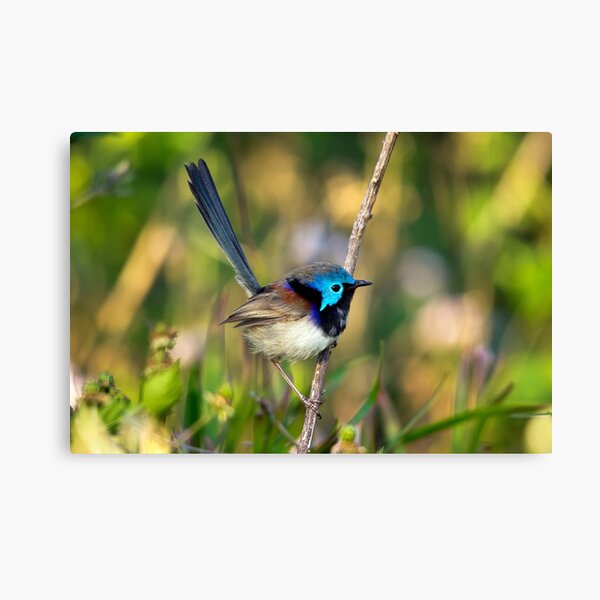 Variegated Fairy Wren, Maleny Queensland Canvas Print