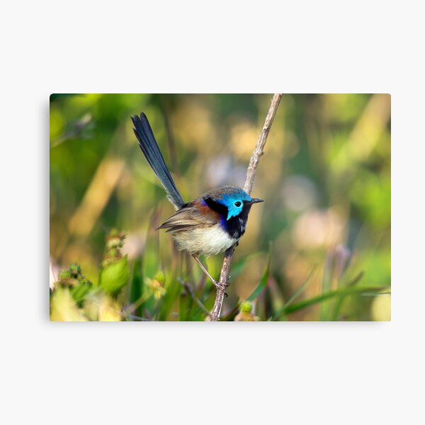 Variegated Fairy Wren, Maleny Queensland Metal Print