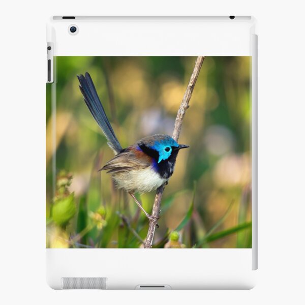 Variegated Fairy Wren, Maleny Queensland iPad Snap Case