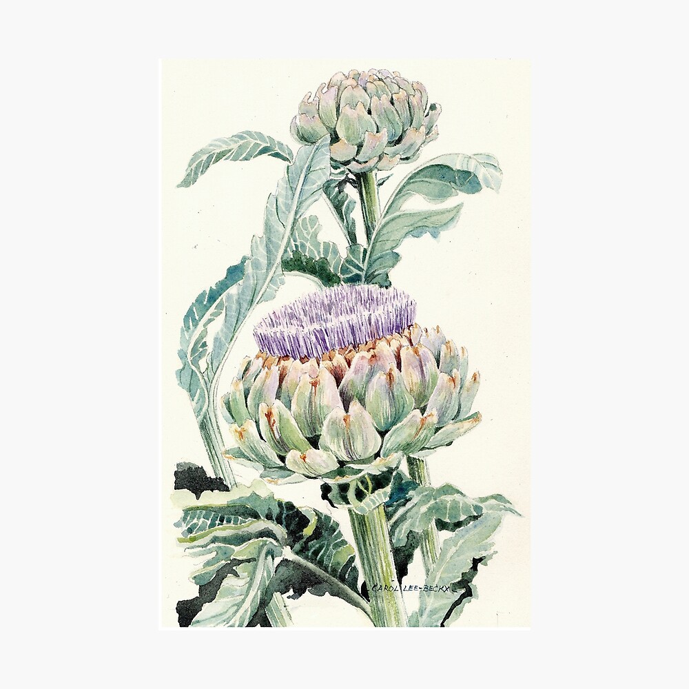 Artichokes Photographic Print