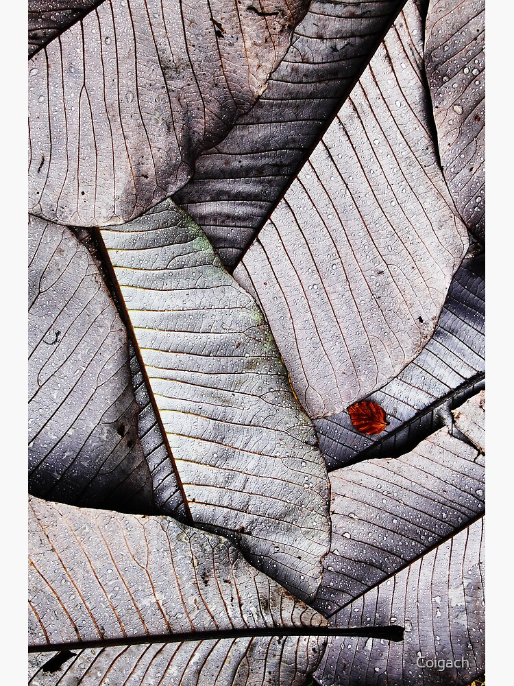 Thumbnail 3 of 3, Poster, Leaf Fall - Castle Kennedy designed and sold by Coigach.