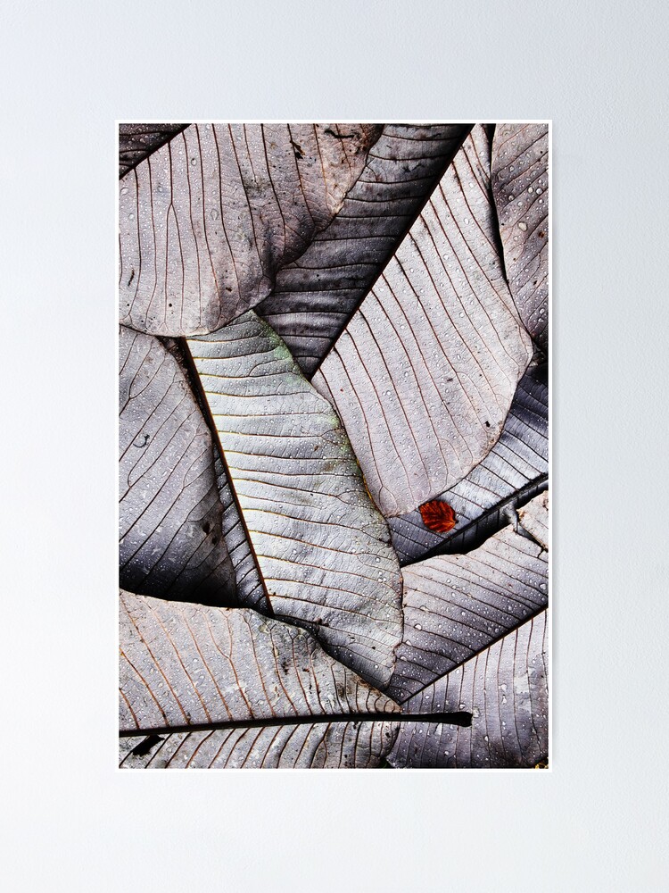 Thumbnail 1 of 3, Poster, Leaf Fall - Castle Kennedy designed and sold by Coigach.