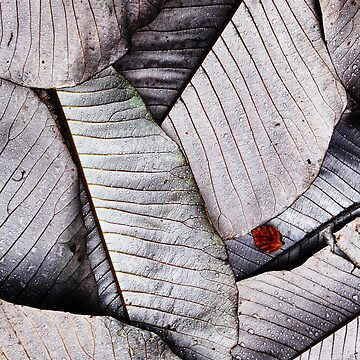 Artwork thumbnail, Leaf Fall - Castle Kennedy by Coigach