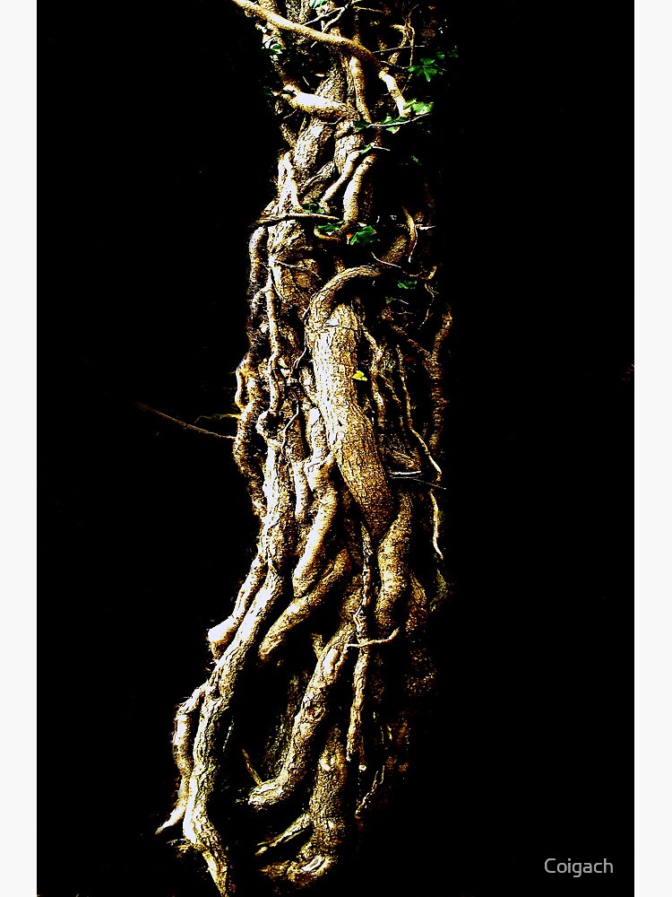 Thumbnail 3 of 3, Art Print, Treeknot designed and sold by Coigach.
