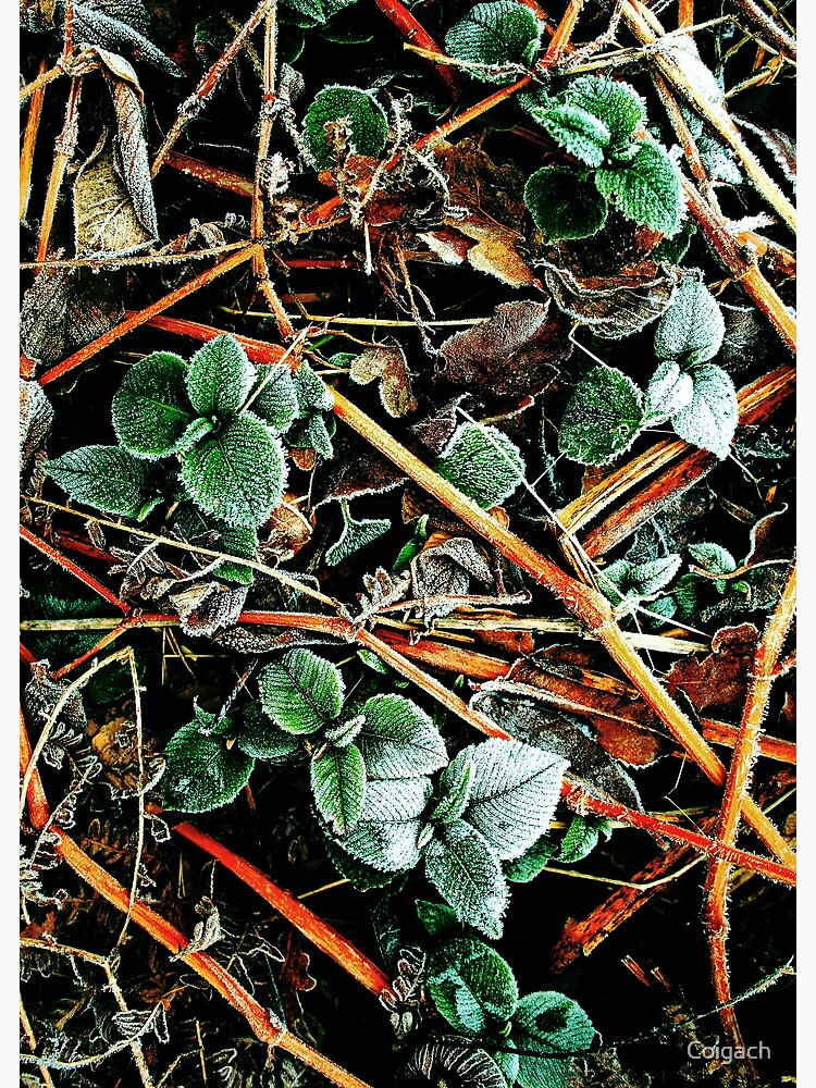Thumbnail 2 of 2, Greeting Card, Touch of Frost 10 designed and sold by Coigach.