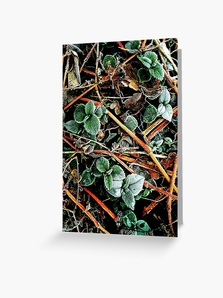 Thumbnail 1 of 2, Greeting Card, Touch of Frost 10 designed and sold by Coigach.