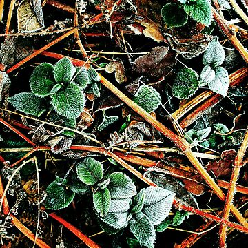 Artwork thumbnail, Touch of Frost 10 by Coigach