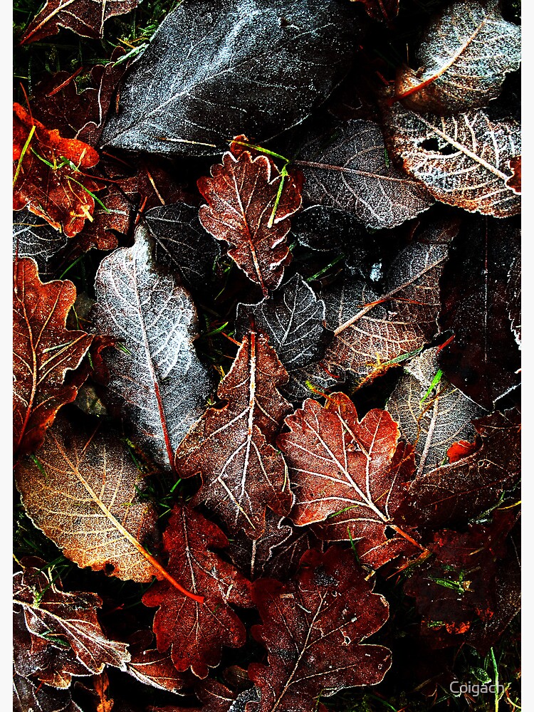Thumbnail 3 of 3, Art Print, Touch of Frost 9 designed and sold by Coigach.