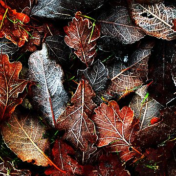 Artwork thumbnail, Touch of Frost 9 by Coigach