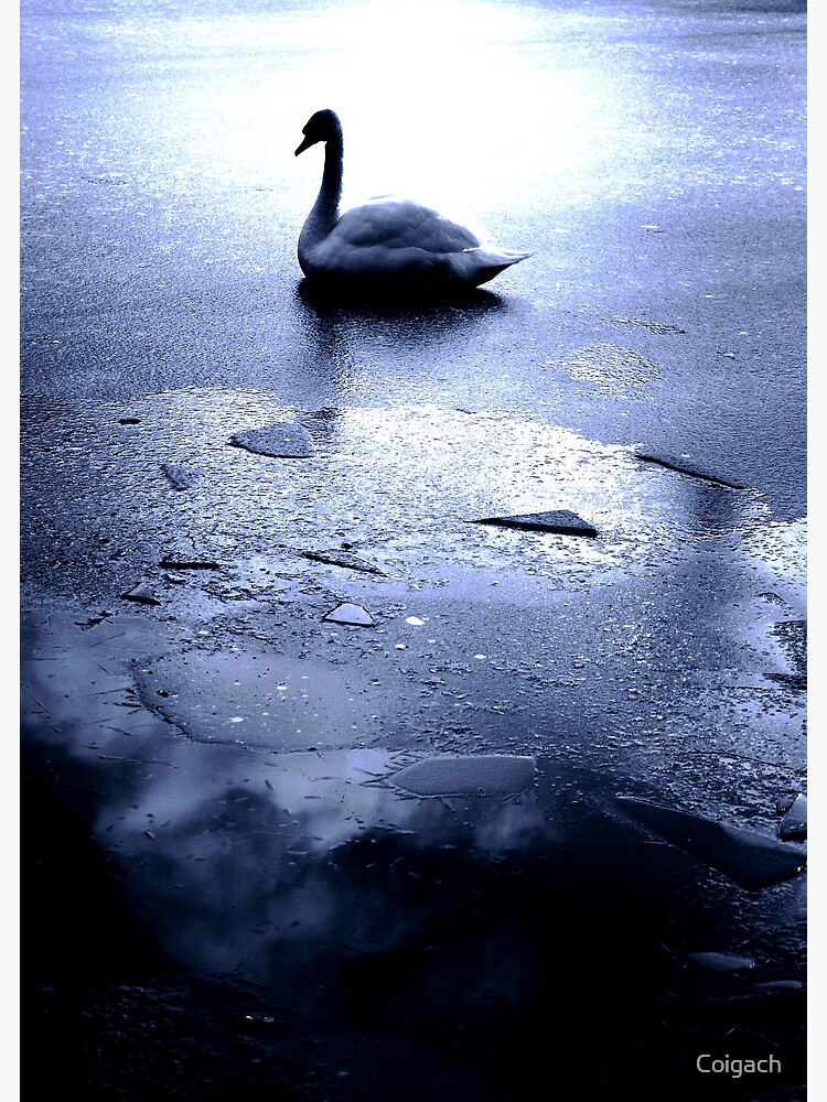 Thumbnail 3 of 3, Art Print, Swan on Ice designed and sold by Coigach.