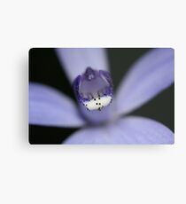 Orchidae Metal Print
