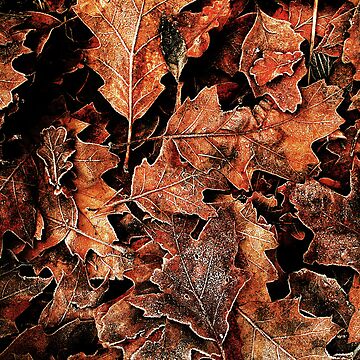 Artwork thumbnail, Touch of Frost 8 by Coigach